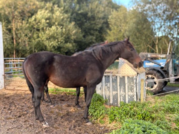 Big National Hunt Mare. - Main image