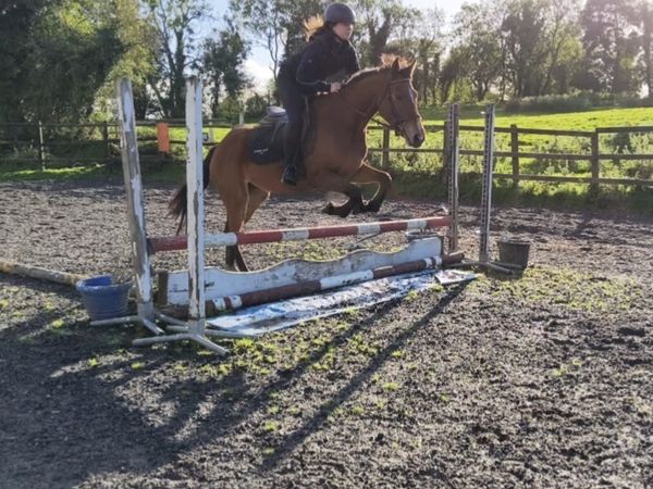 QUIET HONEST ALLROUNDER 14.2HH - Main image