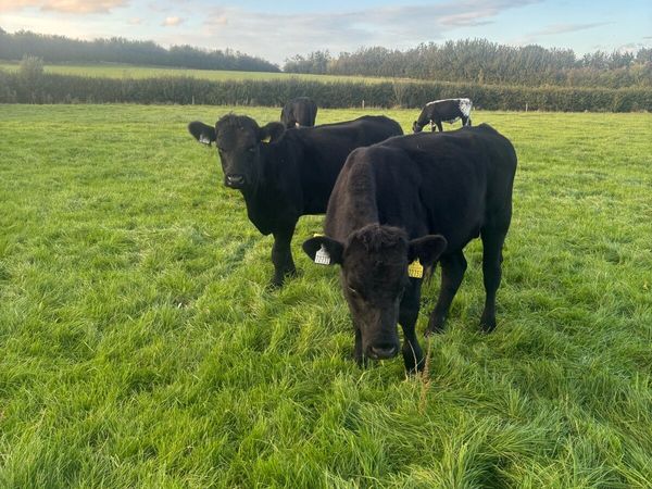 Weanlings - Main image