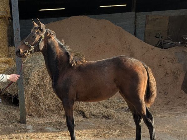Filly foal by dee ex bee - Main image