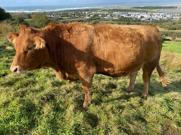 In calf Heifers Roscommon Mart Tuesday 13th Oct. - Main image