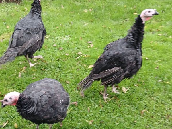 Farm Fresh Turkeys - Main image