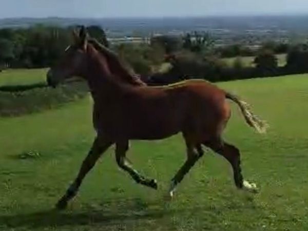 Irish Draught Colt Foal - Main image