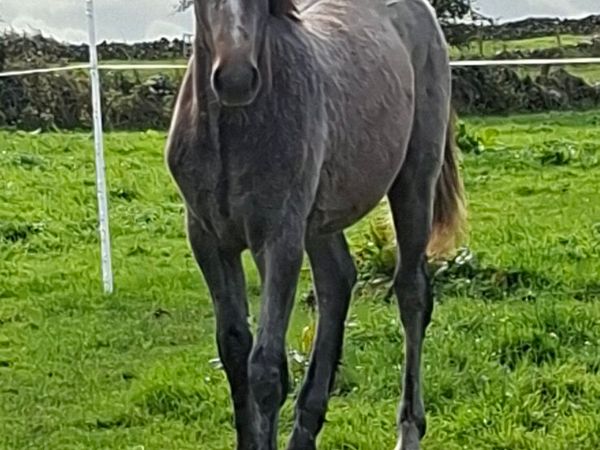 Connemara Colt - Main image