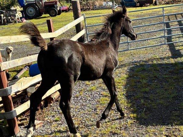 Sligo Cavalier Candy colt foal - Main image