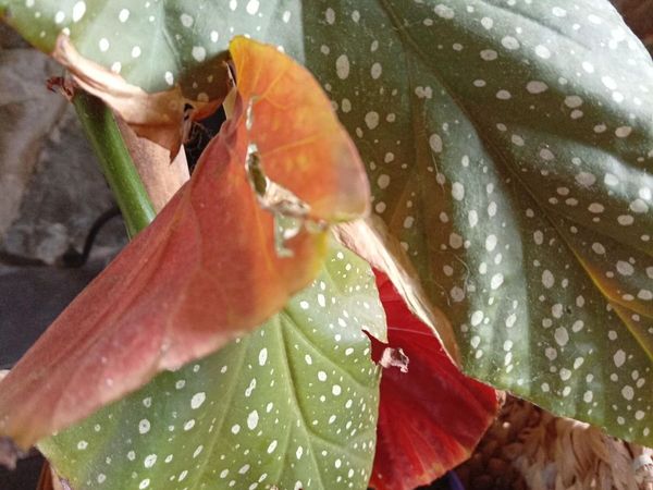 Tall plant - Main image