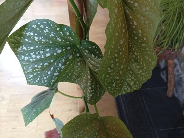 Tall plant - Main image