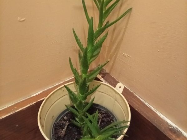 Indoor plant - Main image