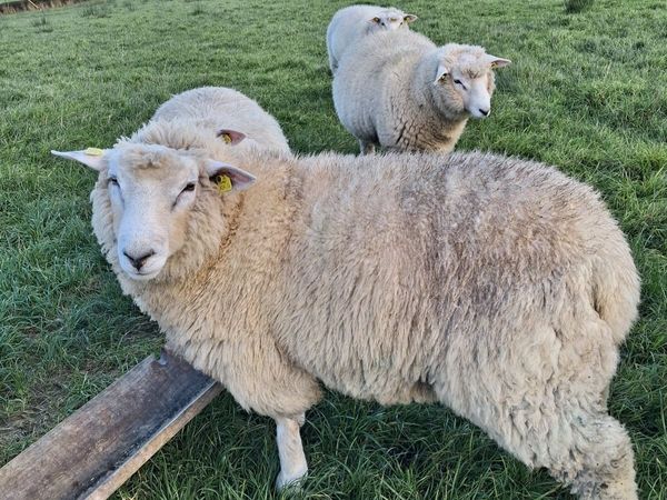 Purebred pedigree galway ram lamb - Main image
