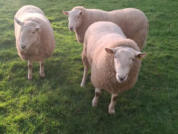 Purebred  Wicklow Cheviot Hogget Rams - Main image
