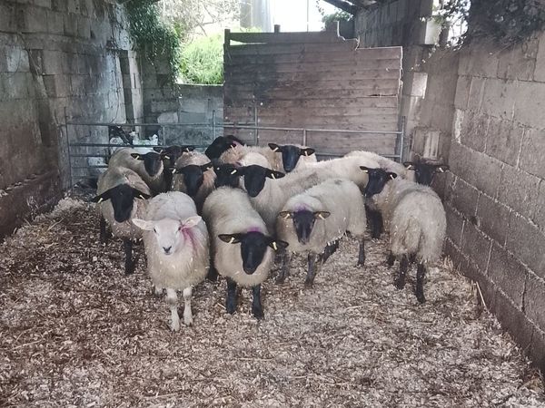 SUFFOLK EWE LAMBS - Main image