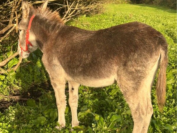 Mare donkey - Main image