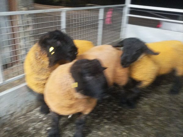 Suffolk Rams - Main image