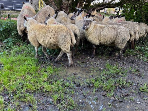 Suffolk Cheviot ewe lambs - Main image