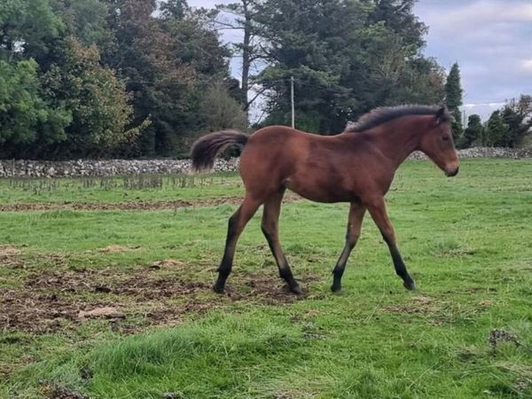 Half bred colt foal - Main image