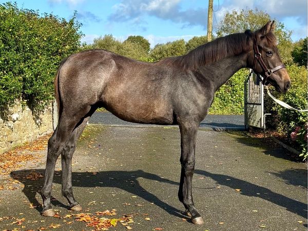 Cartier VDL colt foal - Main image