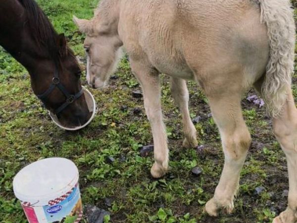 Colt foal - Main image