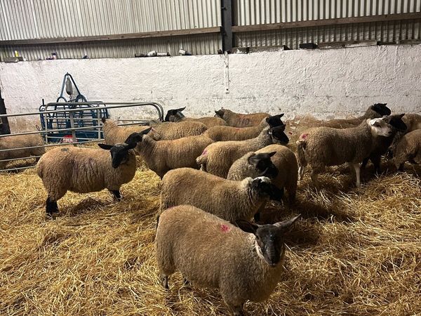 House fed Store lambs - Main image