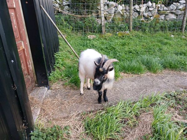 Male pygmy goat for stud service - Main image