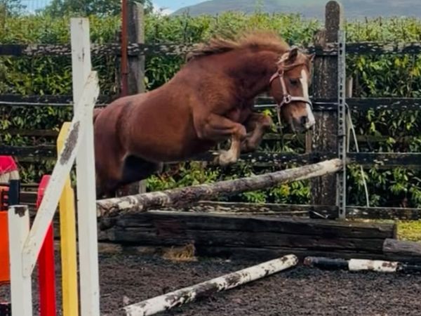 Very flashy welsh bred pony - Main image
