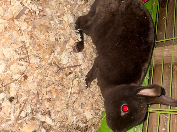 Chocolate mini Rex doe with/ without cage/hutch - Main image