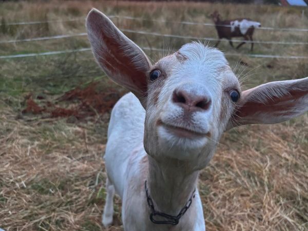 2 Female Goats - Main image