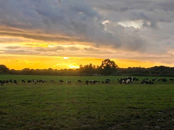 Dairy Farm Assistant available - Main image