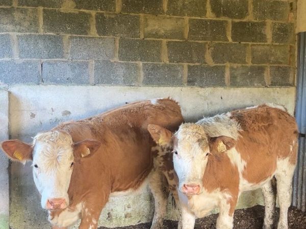 Breeding heifers - Main image