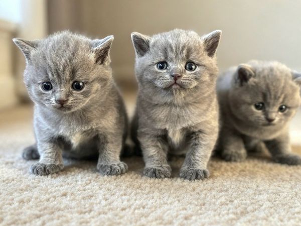 Blue British Shorthair- Ready to leave - Main image