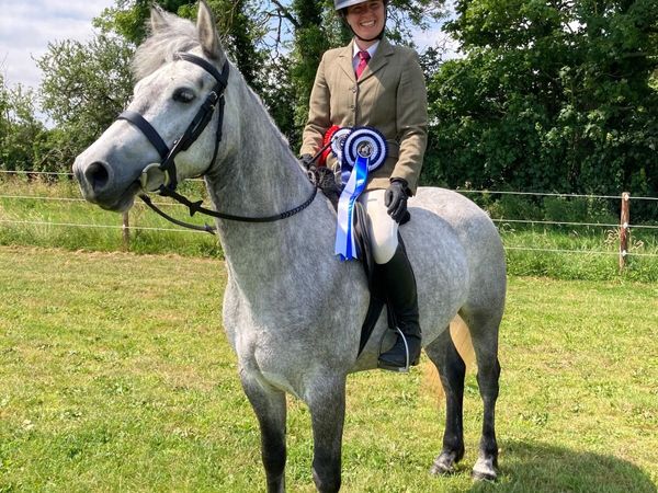 Connemara Performance Pony (by Blakehill Sparrow) - Main image