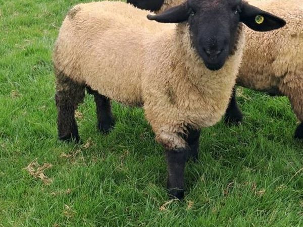 PBR Twin Suffolk Rams - Main image