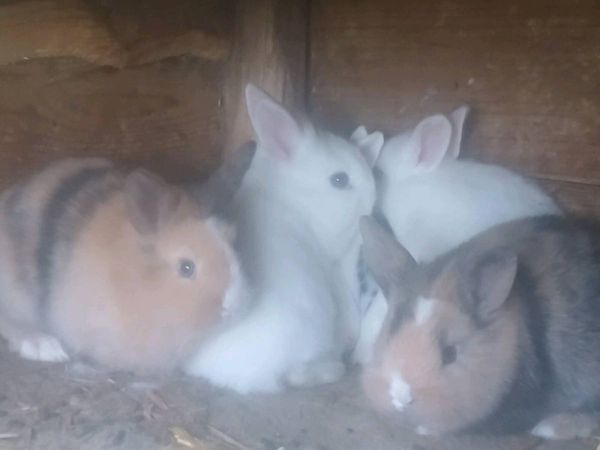 Baby rabbits - Main image
