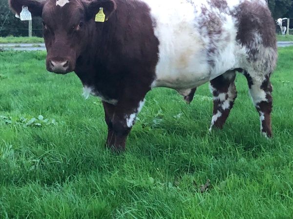 2x PBR Shorthorn Bulls- Currowside Beef Shorthorn - Main image