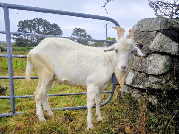 Puck goat for stud - Main image