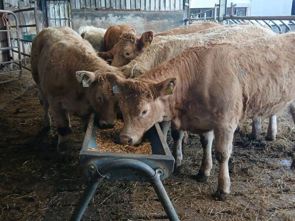 8 SERIOUS HEIFER WEANLINGS - Main image