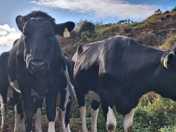 Fr incalf Heifers - Main image