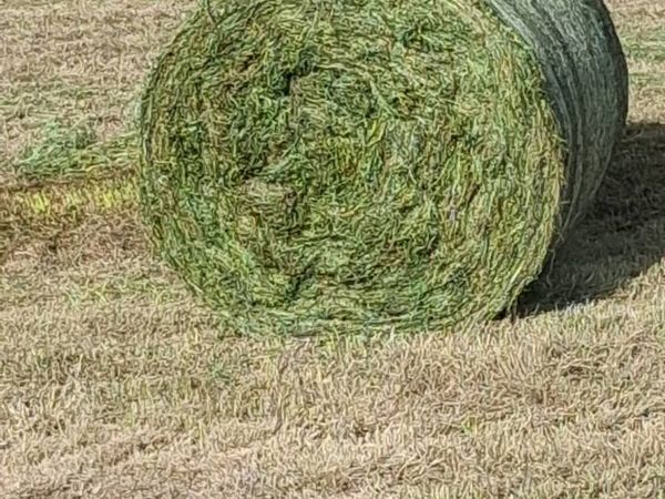Silage Bales - Main image