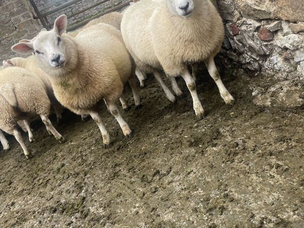 Breeding Ewe Lambs - Main image