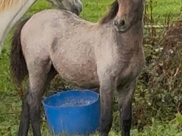 Colt foal - Main image
