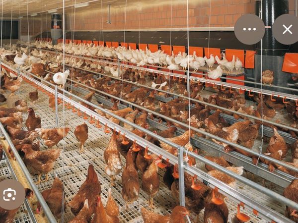 Hen equipment - Main image