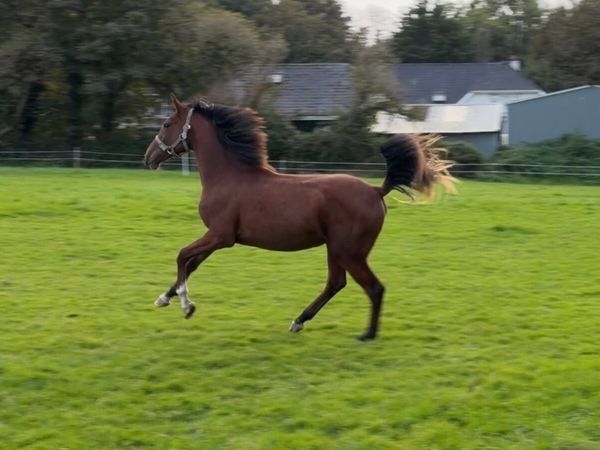 Verbier de Muze yearling - Main image