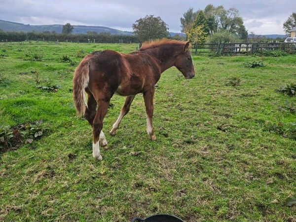 ISH Filly Foal - Main image