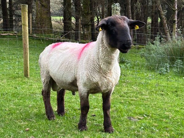 Cheviot and Suffolk ram for sale in Kerry for €0 on DoneDeal