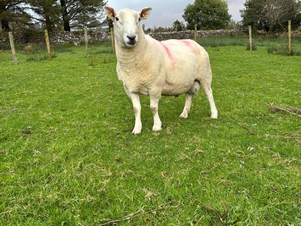 Cheviot and Suffolk ram - Main image