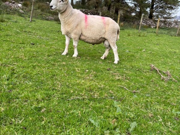 Cheviot and Suffolk ram for sale in Kerry for €0 on DoneDeal