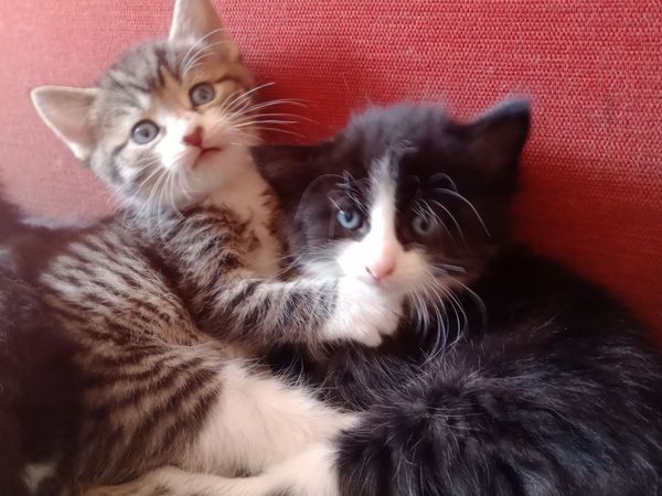 Kitten - Main image