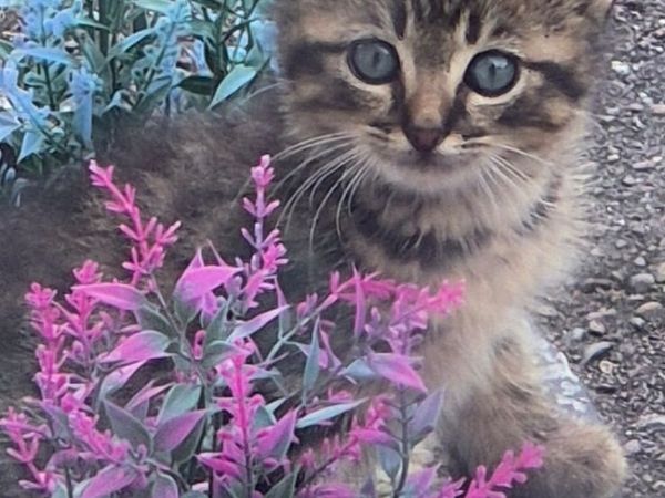 Cats - Main image