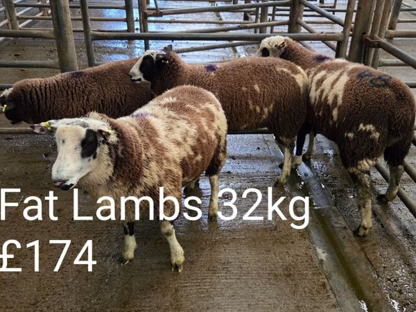 Fat Ewes , Fat Lambs & Store Lambs - Main image