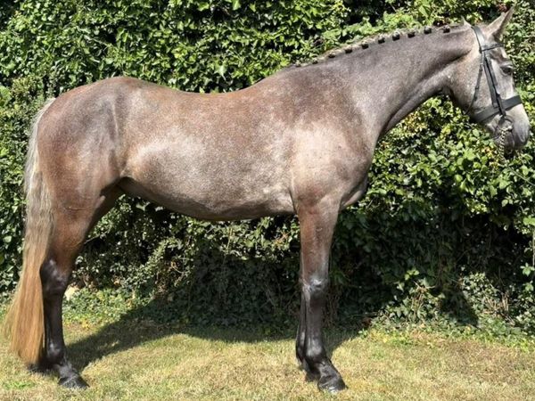 Rising 5yo Connemara gelding - Main image