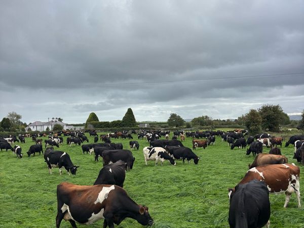 Empty cows - Main image